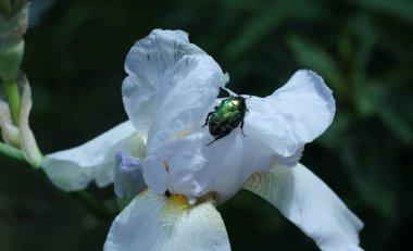 Beyaz iris çiçeğinin üzerinde oturan yeşil böcek koyu bulanık arka planla çevrili. 