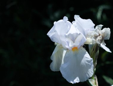 beautiful blooming white  flower