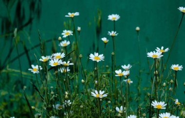 Tarlada çiçek açan papatyalar 