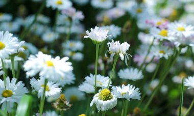 Tarlada çiçek açan papatyalar 