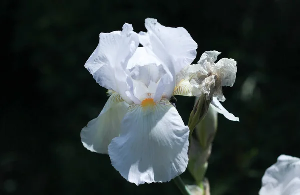 暗い背景に白い花を咲かせる虹彩 — ストック写真