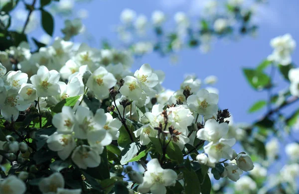 Floração Arbusto Jasmim Contra Fundo Céu Azul — Fotografia de Stock