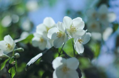 Çiçekli yasemin çalısı, mavi gökyüzünün arka planında 