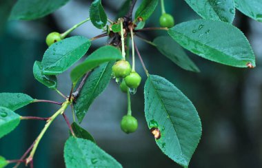 Olgunlaşmamış kirazlar yapraklarla çevrili bir ağaçta asılı. 