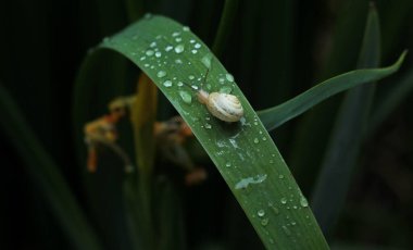 Küçük salyangoz çimlerin üzerinde çiy damlalarıyla kaplı duruyor. 