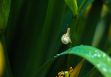 Küçük salyangoz çimlerin üzerinde çiy damlalarıyla kaplı duruyor. 