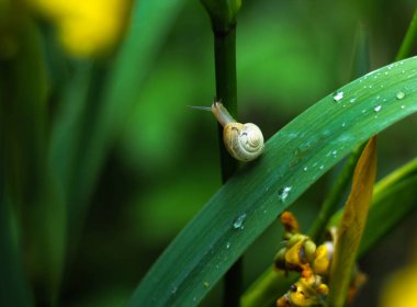 Küçük salyangoz çimlerin üzerinde çiy damlalarıyla kaplı duruyor. 