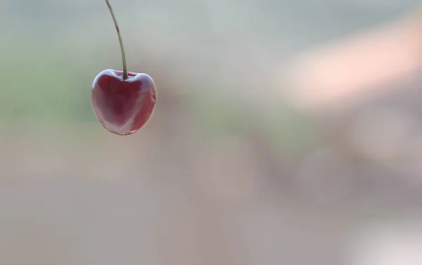 Bulanık ışık arka planında yalnız kırmızı kiraz. 