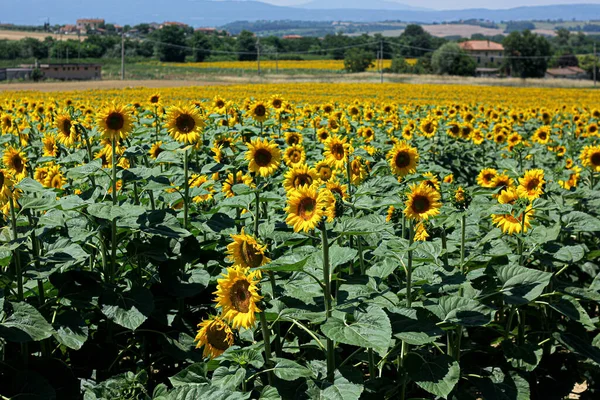 Sonnenblumenfelder Der Toskana Vor Dem Hintergrund Der Toskanischen Landschaft — Stockfoto