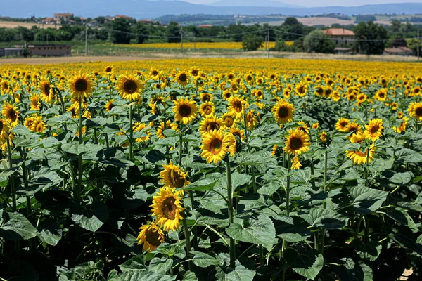 Campos Girasol Toscana Sobre Telón Fondo Del Paisaje Toscano — Foto de Stock