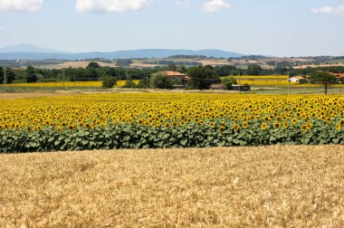 Toskana 'daki ayçiçeği tarlaları Toskana' da 