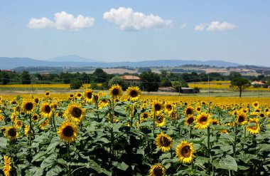 Toskana 'daki ayçiçeği tarlaları Toskana' da 