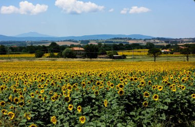Toskana 'daki ayçiçeği tarlaları Toskana' da 