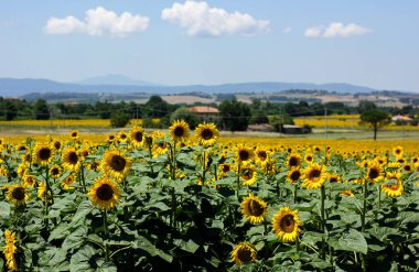 Toskana 'daki ayçiçeği tarlaları Toskana' da 