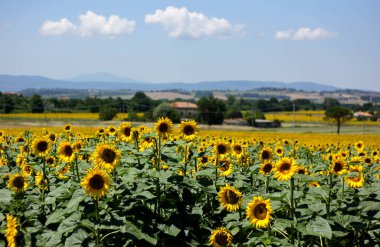 Toskana 'daki ayçiçeği tarlaları Toskana' da 