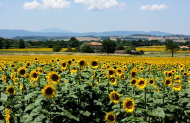 Toskana 'daki ayçiçeği tarlaları Toskana' da 