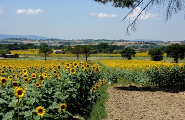 Toskana 'daki ayçiçeği tarlaları Toskana' da 