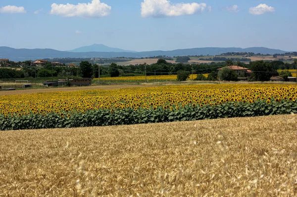 Sonnenblumenfelder Der Toskana Auf Einer Toskanischen Landschaft — Stockfoto