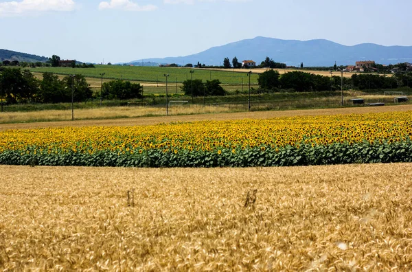 Campos Girasol Toscana Paisaje Toscano —  Fotos de Stock