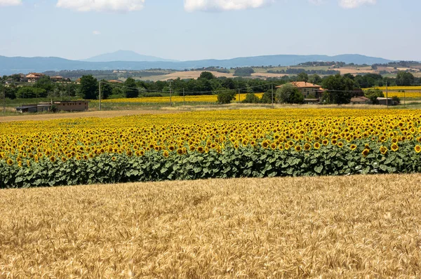 Champs Tournesol Toscane Sur Paysage Toscan — Photo