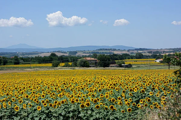 Campos Girassol Toscana Uma Paisagem Toscana — Fotografia de Stock