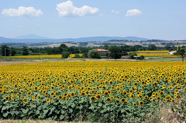 Champs Tournesol Toscane Sur Paysage Toscan — Photo