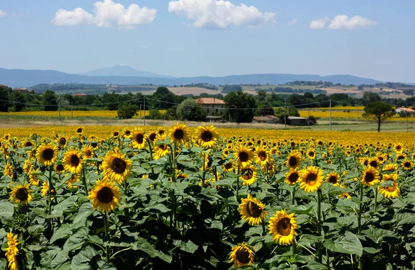 Sonnenblumenfelder Der Toskana Auf Einer Toskanischen Landschaft — Stockfoto