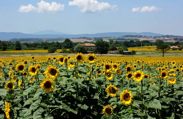 Sonnenblumenfelder Der Toskana Auf Einer Toskanischen Landschaft — Stockfoto