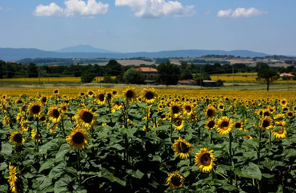 Sonnenblumenfelder Der Toskana Auf Einer Toskanischen Landschaft — Stockfoto