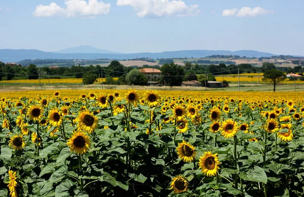 Champs Tournesol Toscane Sur Paysage Toscan — Photo