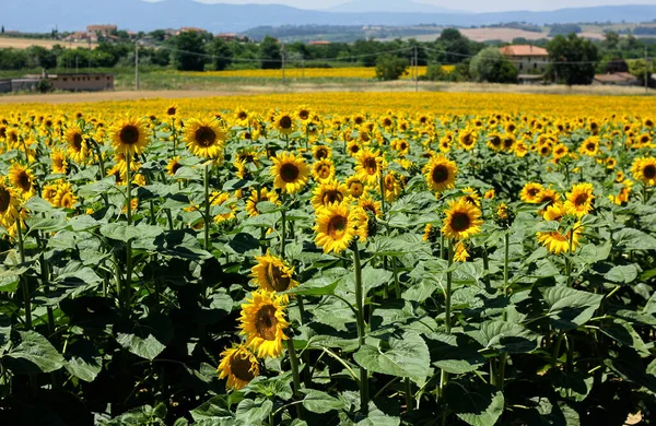 Sonnenblumenfelder Der Toskana Auf Einer Toskanischen Landschaft — Stockfoto