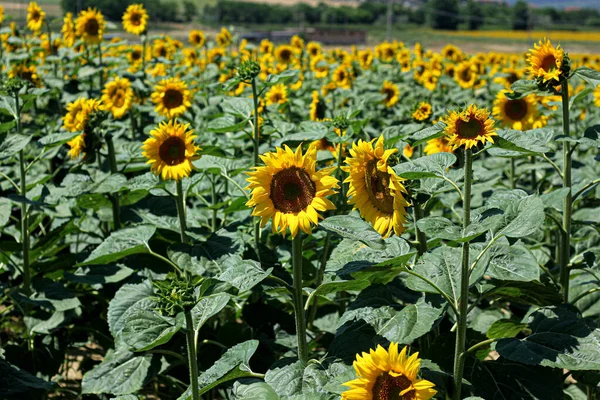 Champs Tournesol Toscane Sur Paysage Toscan — Photo