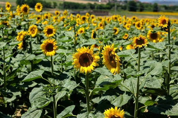 Champs Tournesol Toscane Sur Paysage Toscan — Photo