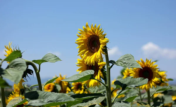 Tournesol Gros Plan Entouré Rayons Soleil Fond Naturel Flou — Photo