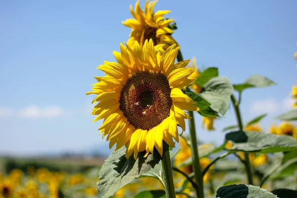 Tournesol Gros Plan Entouré Rayons Soleil Fond Naturel Flou — Photo