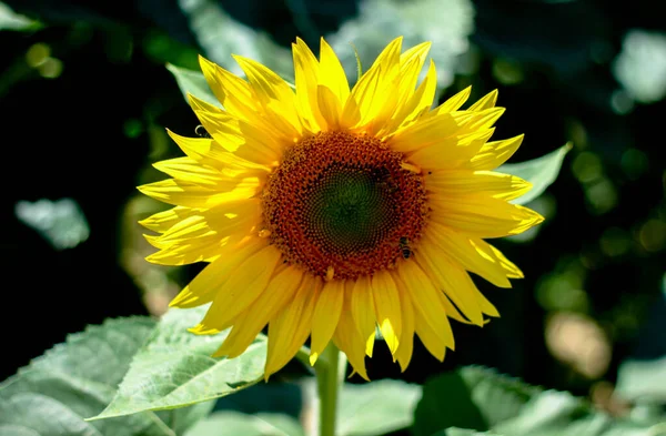 ひまわりの花が太陽の光に包まれ背景がぼやけています — ストック写真