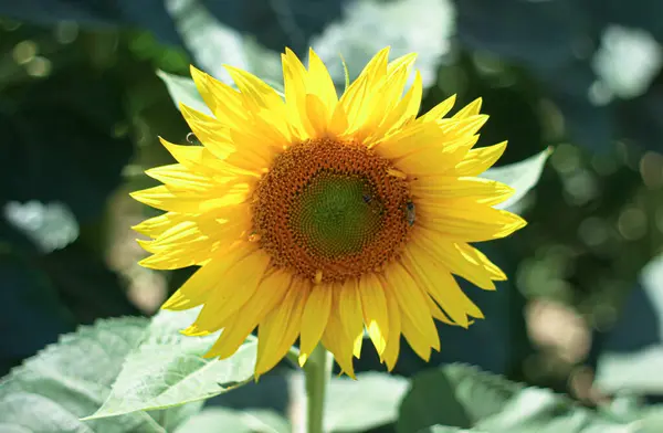 Close Sunflower Flower Surrounded Sun Rays Blurred Nature Background — Stock Photo, Image