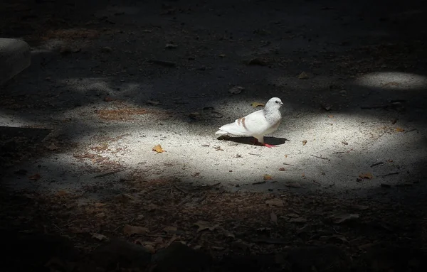 Alb Porumbel Gri Căzând Fascicul Lumină Înconjurat Fundal Parc Întunecat — Fotografie, imagine de stoc