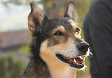 Güneşin altında, doğanın bulanık arka planında, tatmin olmuş bir köpeğin ağızlık sesi. 