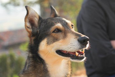 Güneşin altında, doğanın bulanık arka planında, tatmin olmuş bir köpeğin ağızlık sesi. 