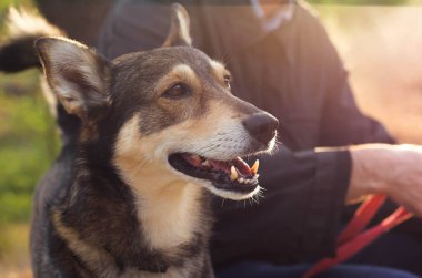 Güneşin altında, doğanın bulanık arka planında, tatmin olmuş bir köpeğin ağızlık sesi. 