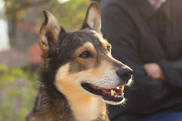 Muso Soddisfatto Cane Raggi Del Sole Uno Sfondo Sfocato Della — Foto Stock