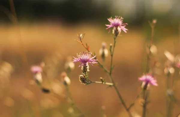 Wild Grasses Flowers Meadows Tuscany — Stock Photo, Image