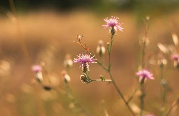 Wild Grasses Flowers Meadows Tuscany — Stock Photo, Image