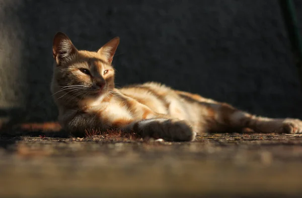 Vermelho Gato Deitado Cercado Por Reflexos Sombras Raios Sol — Fotografia de Stock