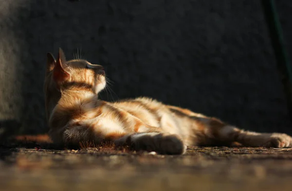 Czerwony Leżący Kot Otoczony Przez Odruchy Cieni Promieni Słońca — Zdjęcie stockowe