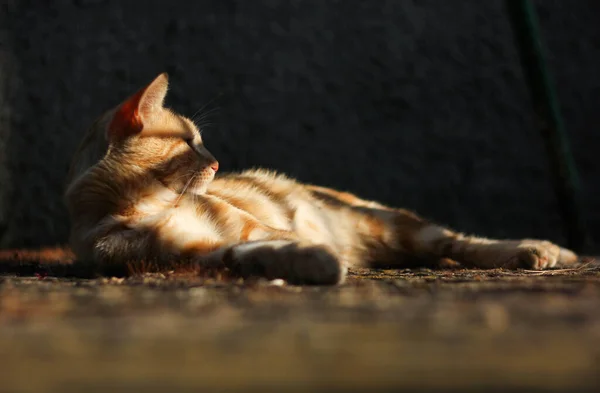 Červená Ležící Kočka Obklopená Reflexy Stínů Paprsků Slunce — Stock fotografie