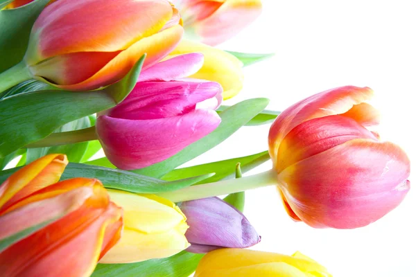 A bunch tulips — Stock Photo, Image