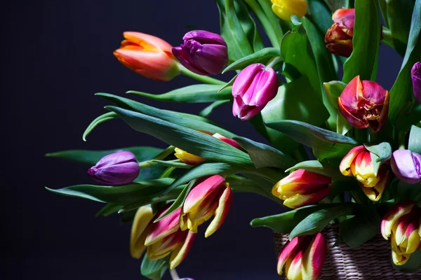 Een bos tulpen Stockfoto