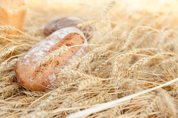 Taze pişmiş geleneksel ekmek buğday alanında